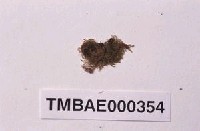 藏品(東亞澤苔)的圖片